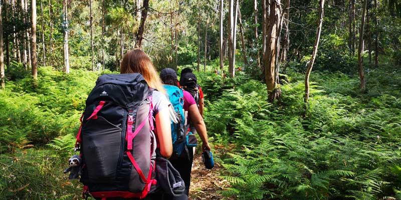 People Walking In Forest With Backpacks